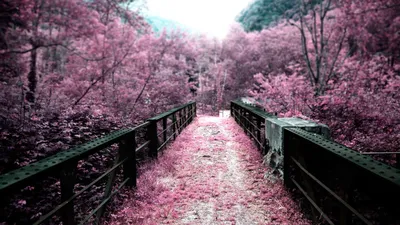Скачать обои горы, цветущая сакура, розовое, раздел пейзажи в разрешении  1366x768 | Пейзажи, Фоновые рисунки, Живописные фотографии