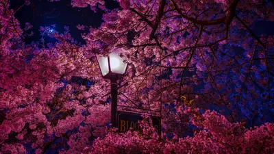 Обои Цветы Сакура, вишня, обои для рабочего стола, фотографии цветы, сакура,  вишня, небо, дерево, ветка, цветение, весна Обои для рабочего стола,  скачать обои картинки заставки на рабочий стол.