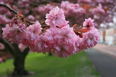 Скачать обои Аллея цветущая сакура на рабочий стол из раздела картинок Весна