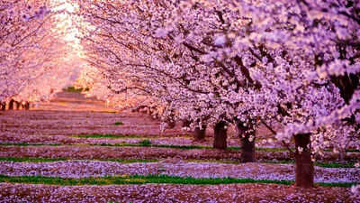 Обои сакура, цветет, фонарь, ночь, весна картинки на рабочий стол, фото  скачать бесплатно