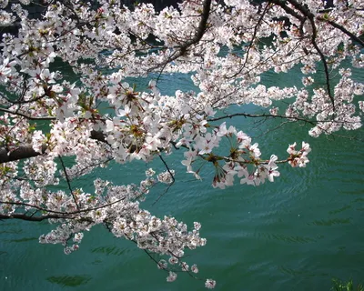 Обои сакура, цветы, фонарь, цветет, вечер, весна картинки на рабочий стол,  фото скачать бесплатно