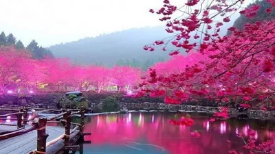 Обои сакура, цветы, ветка, весна, макро, розовый картинки на рабочий стол,  фото скачать бесплатно