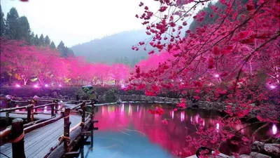 Обои цветы, гора, япония, весна, сакура для рабочего стола #113385
