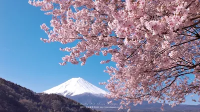 Картинка на рабочий стол сакура, цветение, япония 1920 x 1080