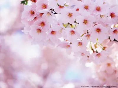 Обои на рабочий стол Весеннее цветение сакуры в парке, красный мост через  речку, поверхность которой вся усыпана лепестками розовой сакуры, Japan /  Япония, обои для рабочего стола, скачать обои, обои бесплатно