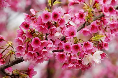 Цветение сакуры. сакура в цвету. весеннее цветение - обои на рабочий стол