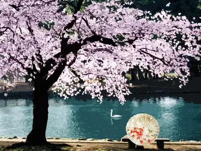Картинка на рабочий стол цветы, сакура, цветение, парк, природа, розовые,  деревья 1920 x 1080