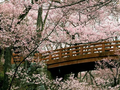 Скачать обои сакура, цветок, весна, цветущее дерево на рабочий стол из  раздела картинок Весна