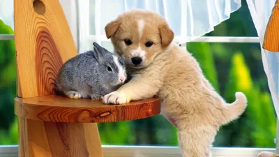 Кролик и щенок скачать фото обои для рабочего стола