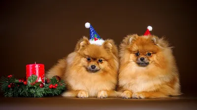 Картинки Шпиц Собаки Pomeranians вдвоем животное Праздники 1920x1080