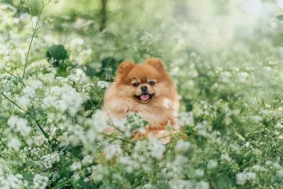 Картинка на рабочий стол пушистый, мордочка, шпиц, взгляд, dogs, собака  1600 x 900