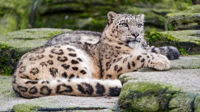 Animal Snow Leopard HD Wallpaper