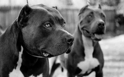 Black pitbulls wallpapers and images - download wallpapers ... | Питбуль  собаки, Питбуль, Собаки