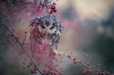 Обои на рабочий стол Сова на ветке дерева, фотограф Tanja Brandt, обои для рабочего  стола, скачать обои, обои бесплатно