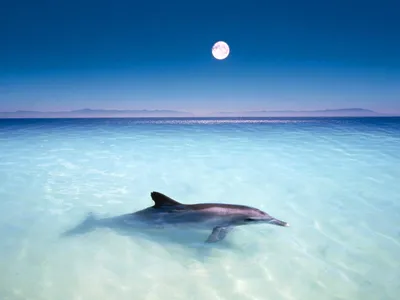 Дельфин в море, для рабочего стола, тема животные обои 1600x1200.