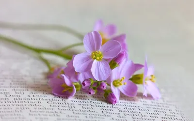 Мелкие полевые цветы на книге Обои для рабочего стола 1920x1200 | Майские  цветы, Цветы, Полевые цветы
