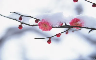 Скачать обои цветы, гора, япония, весна, сакура разрешение 1920x1080 #113385