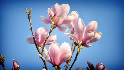 Обои весна, макрия, раздел Цветы, размер 1920х1080 full HD - скачать  бесплатно картинку на рабочий стол и телефон