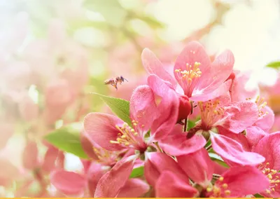 Обои цветы, цветение, весна на рабочий стол