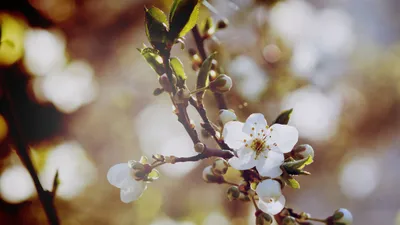 Скачать обои весна, фото весенние цветы подснежники, ландыши. Картинки весна  1280x1024