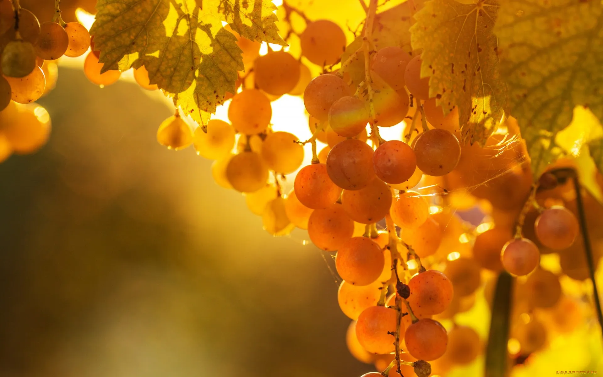Песня спелый виноград на ветке. Янтарная гроздь винограда. Виноградная лоза осенью. Оранжевый виноград. Виноградник осень.