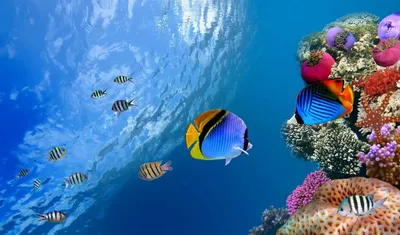 Обои рыбки, world, underwater, раздел Подводный мир, размер 2560x1700 -  скачать бесплатно картинку на рабочий стол и телефон