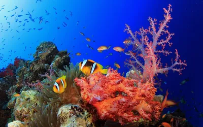 📷 Подводный мир Индийского океана. Фото 3