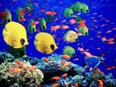 Подводный мир картинки для детей - 67 фото