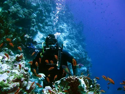 Подводный мир красного моря (97 фото) - 97 фото