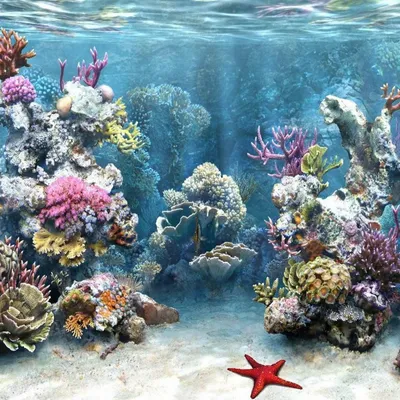 📷 Подводный мир Красного моря (Египет, Шарм эль Шейх.). Фото 67