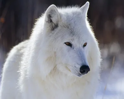 Белый волк, обои и красивые картинки на рабочий стол.