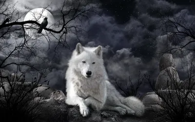 Обои \"Белый Волк\" на рабочий стол, скачать бесплатно лучшие картинки Белый  Волк на заставку ПК (компьютера) | mob.org