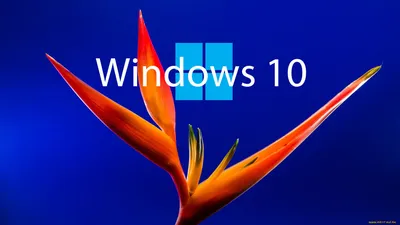 Microsoft подтверждает, что рабочий стол Windows 7 может стать черным »  MSReview