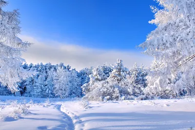 Обои Природа Зима, обои для рабочего стола, фотографии природа, зима, снег  Обои для рабочего стола, скачать обои картинки заставки на рабочий стол.