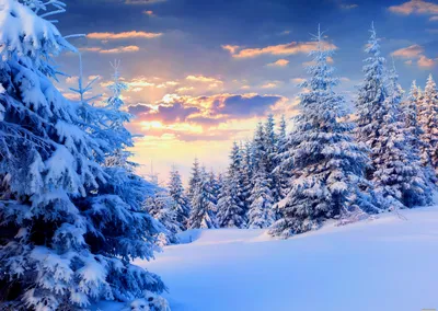 Обои Природа Зима, обои для рабочего стола, фотографии природа, зима, ели,  снег Обои для рабочего стола, скачать обои картинки заставки на рабочий стол .