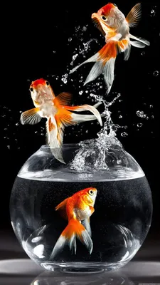 Скачать обои и картинки золотая рыбка, камни, галька, пузырьки, плавают,  тёмный фон для рабочего стола в разрешении 4288x2848
