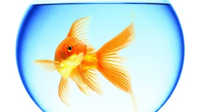 50+ Золотая рыбка - обои на рабочий стол HD | Скачать Бесплатно картинки