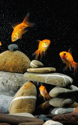 Обои \"Золотая Рыбка\" на рабочий стол, скачать бесплатно лучшие картинки Золотая  Рыбка на заставку ПК (компьютера) | mob.org