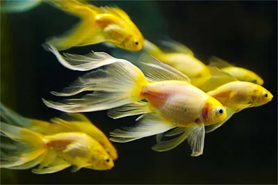 Золотая рыбка мечты в океане жизни - обои на рабочий стол