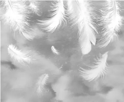 Фотообои Белые перья на сером фоне артикул Fe-027 купить в Оренбург|;|9 |  интернет-магазин ArtFresco