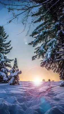 обои : природа, снег, Сотовый телефон, Деревьями, Вертикальный, Зима  1242x2688 - Sparkzale - 2199611 - красивые картинки - WallHere
