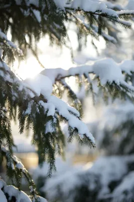 Обои зима, снег, природа, дерево, замораживание на телефон Android,  1080x1920 картинки и фото бесплатно