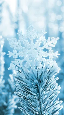 Картинки зима на заставку телефона (70 фото)