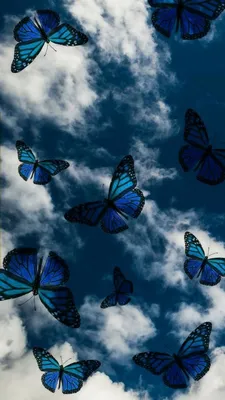 Бабочки | Butterfly wallpaper iphone, Iconic wallpaper, Phone wallpaper  images