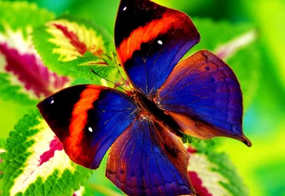 Красивые картинки на телефон бабочки - фото и картинки: 73 штук