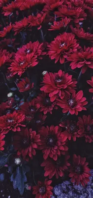 Wallpaper flowers red цветы природа обои на телефон | Цветочная живопись на  холсте, Цветочные картины, Текстурированные обои