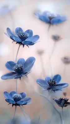 Обои iPhone wallpaper flowers | Flowers nature, Flowers photography, Blue  flowers