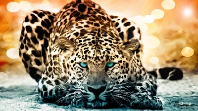 Заставки на Телефон | Animal print background, Cool wallpapers art, Leopard  print wallpaper