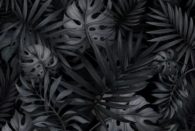 Фото цветов ромашки на черном фоне · Бесплатные стоковые фото