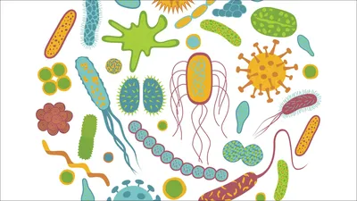 Картинки на тему бактерии фотографии